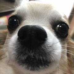 マロ