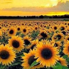 إيمان إبراهيم