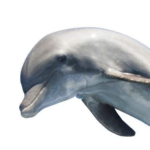 Binx The Dirty Dolphin’s avatar