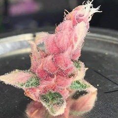 ☮️♓️
