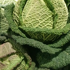 cabbage_soup_gurl_123
