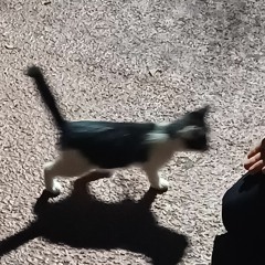 D.H