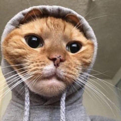 Mishi 🐱