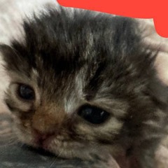 plenka blind d sorrow