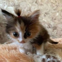 #m¡eow!we ྀི🐈