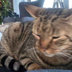 Häng ute