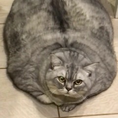 michunaessie