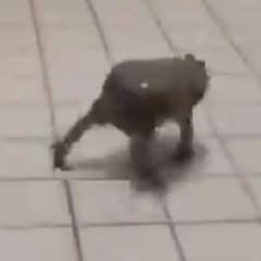 frog