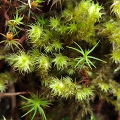 just_regular_sphagnum