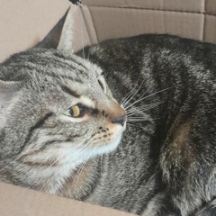 Ms Kitty