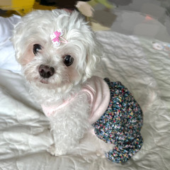 졔