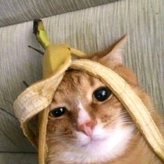 hàu