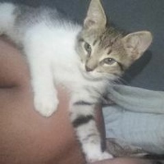 Chiquinho Potter Silva