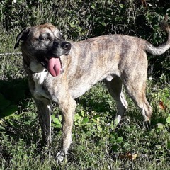 pitmax144