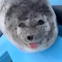 тюлениш