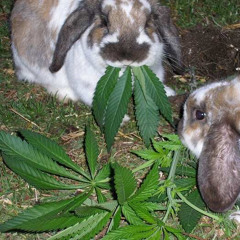 CannabisWizard