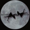 Daughters of The Moon