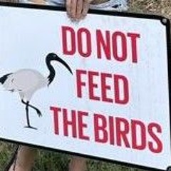 DoNotFeedTheBirds