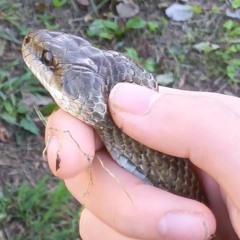 タヌキツネ