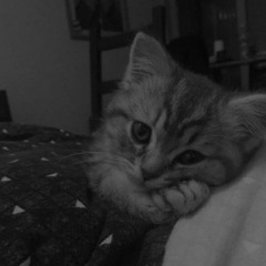 장가가기싫을때