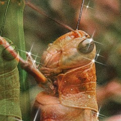 gluetun