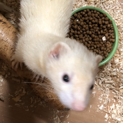 장유진