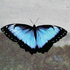 butterfly boy