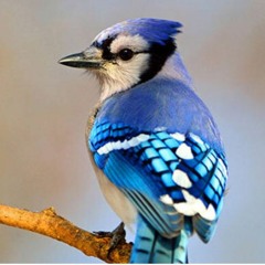 BlueJayy (@xobluejayy)