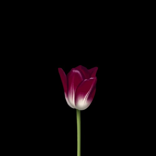 Tulipa’s avatar