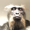 monkeyboy