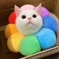 tofu