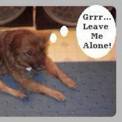 canine communication