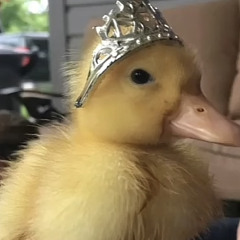 meekus