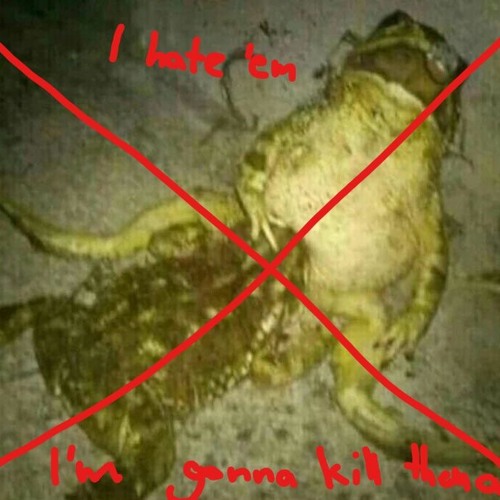 Gay frog hater’s avatar
