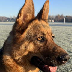 Jake