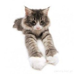 kitty