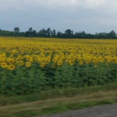 🌻