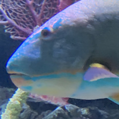 pleeb