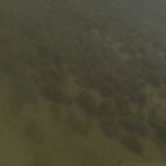 dö