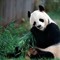The Grassfed Pandas