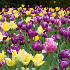 tulips_off_lips