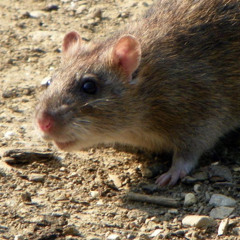 rat