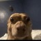 lxScooby