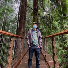 Treeko Trees