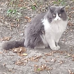 vilowski