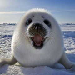 Seal