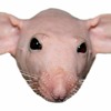 Rat TV