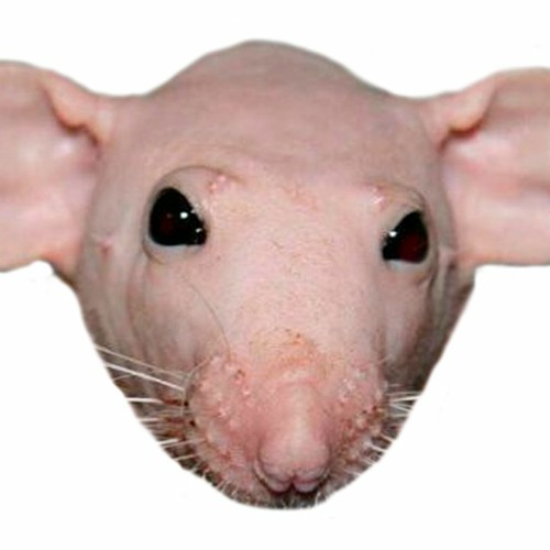 Rat TV’s avatar