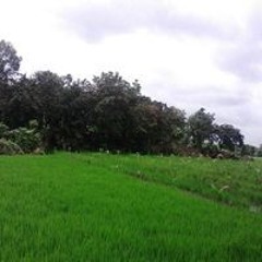 Phạm Cường