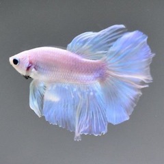 zali